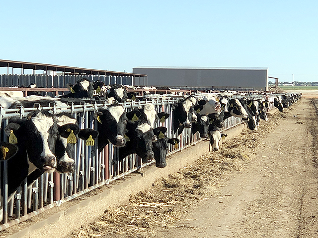 Each day these cows on Art Schaap&#039;s dairy are fed, milked, and then their roughly 15,000 gallons of milk are dumped into a waste pond. (DTN photo by Chris Clayton)